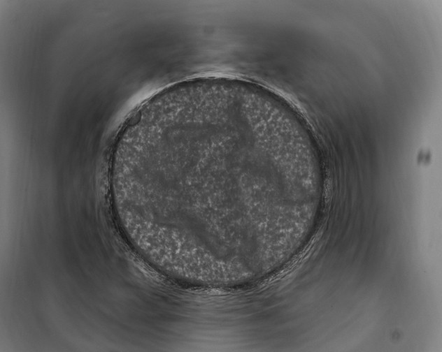 X0000099521359200806121452