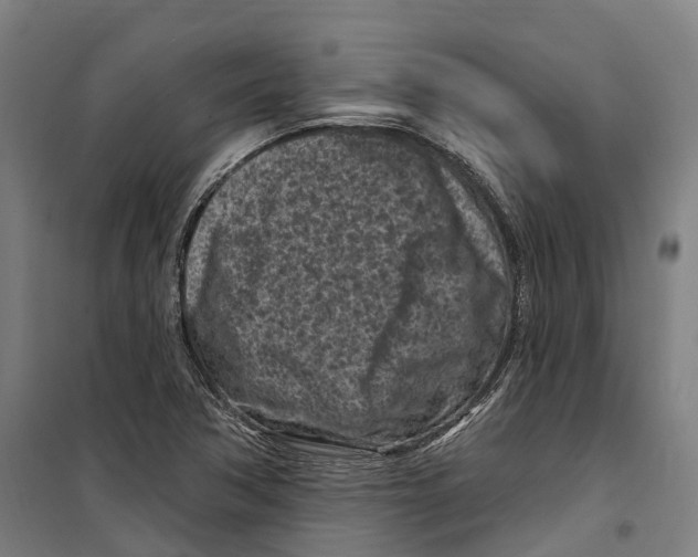 X0000099521362200806121452