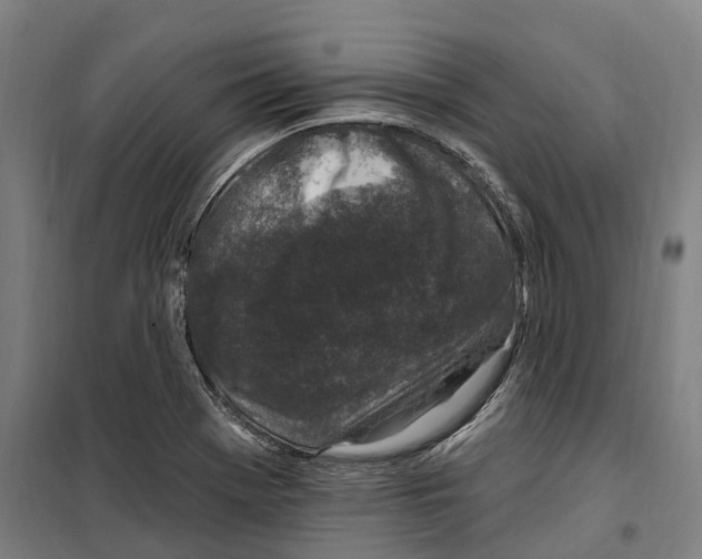 X0000099521369200806121452