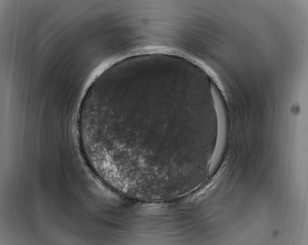 X0000099521373200806121452