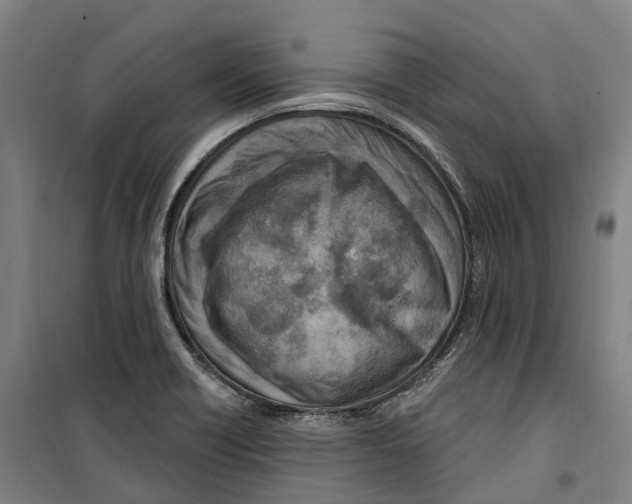 X0000099521418200806121452