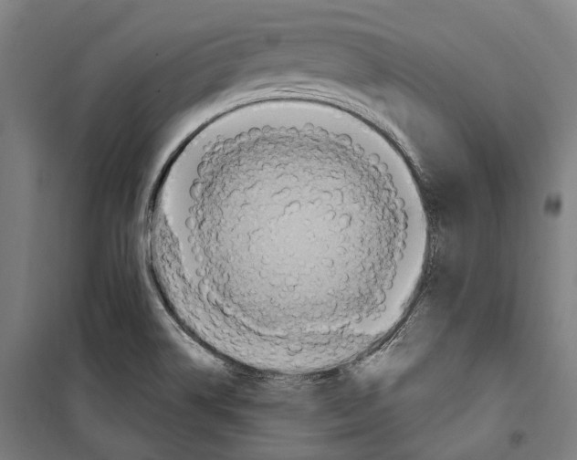 X0000099521514200806121450