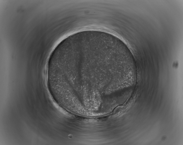 X0000099521515200806121450