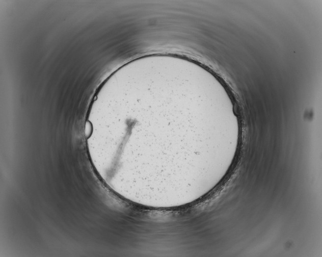 X0000099521521200806121450