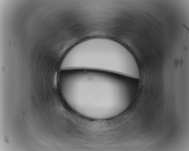 X0000099530024200805160736