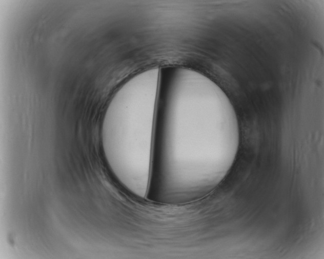 X0000099530028200805160736