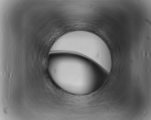 X0000099530031200805160736