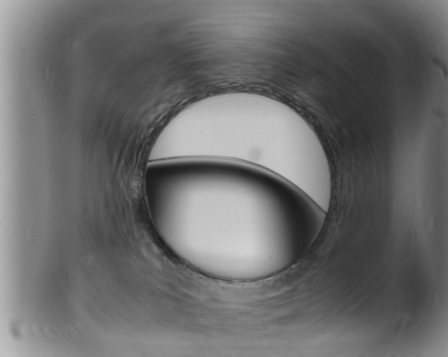 X0000099530039200805160736