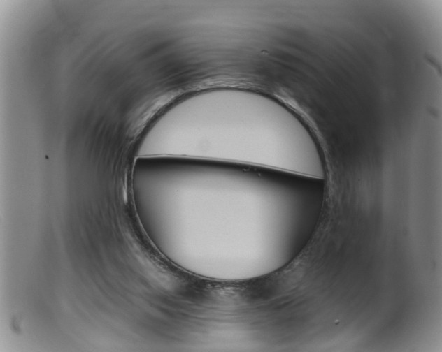 X0000099530062200805160735