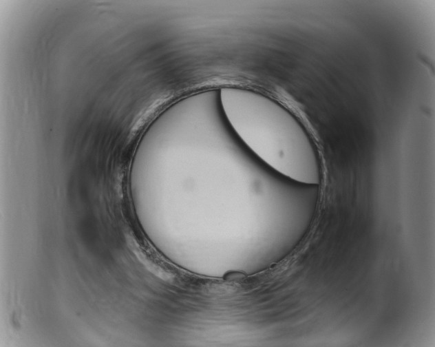 X0000099530106200805160734