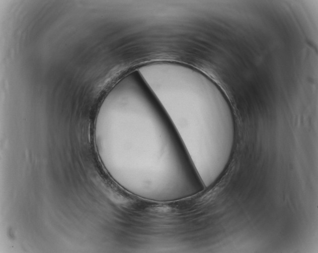 X0000099530253200805160732