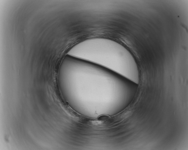 X0000099530265200805160732