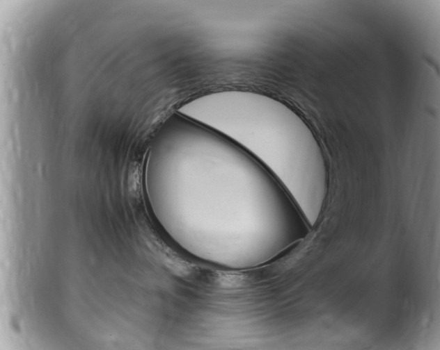 X0000099530336200805160731