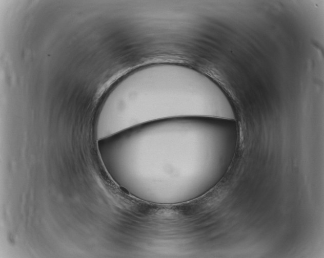 X0000099530348200805160730