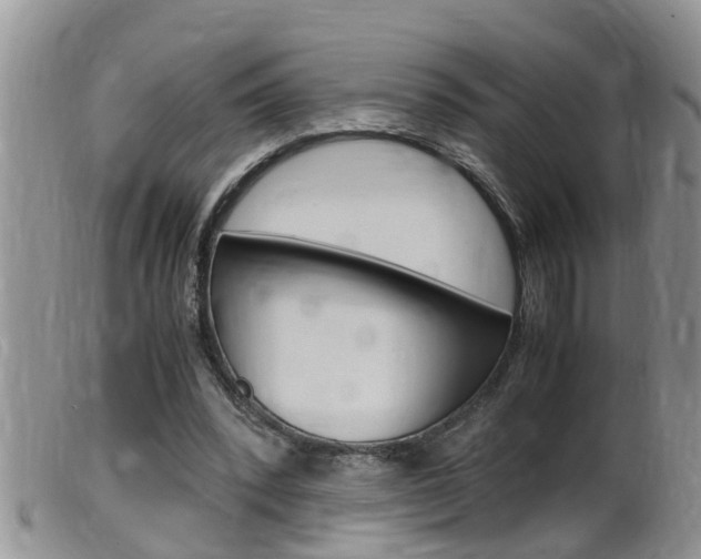 X0000099530392200805160730