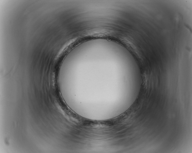 X0000099530400200805160730