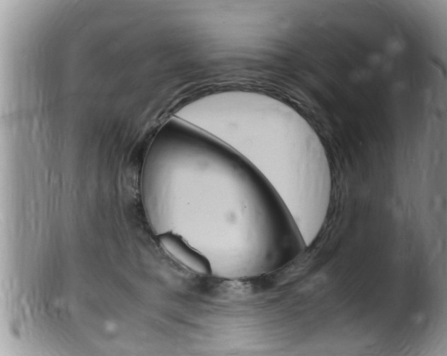 X0000099530421200805160730
