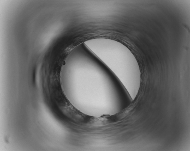 X0000099530429200805160730