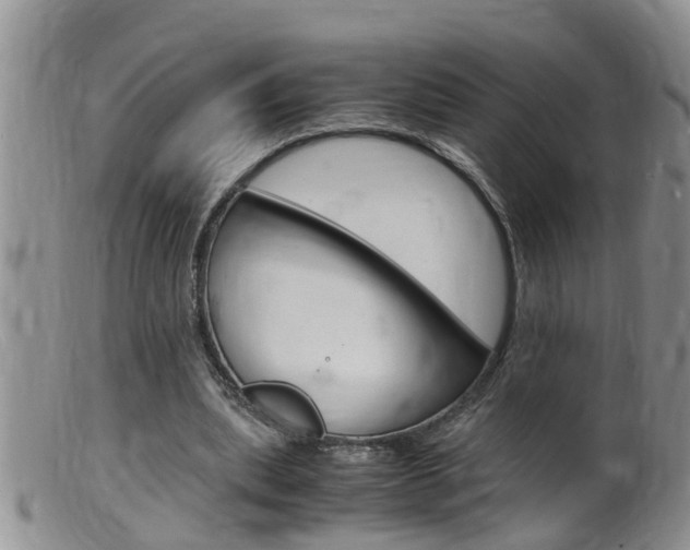 X0000099530439200805160729