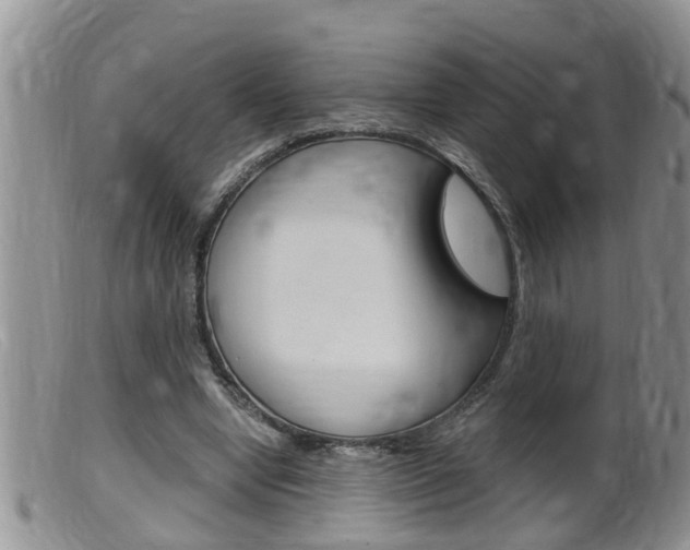 X0000099530442200805160729
