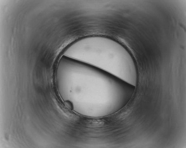 X0000099530443200805160729