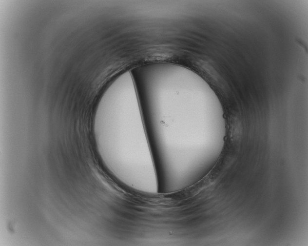 X0000099530455200805160729