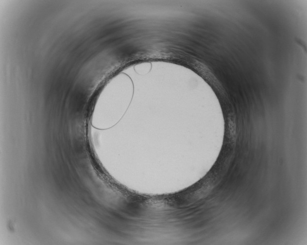 X0000099530534200805160727