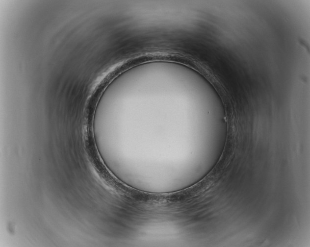 X0000099530728200805160724