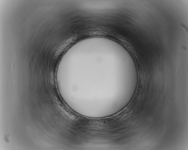 X0000099530729200805160724