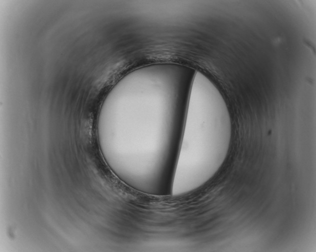X0000099530739200805160725