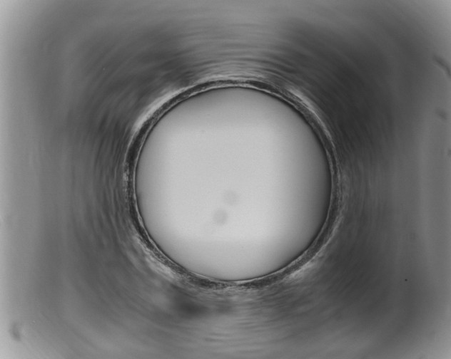 X0000099530779200805160724