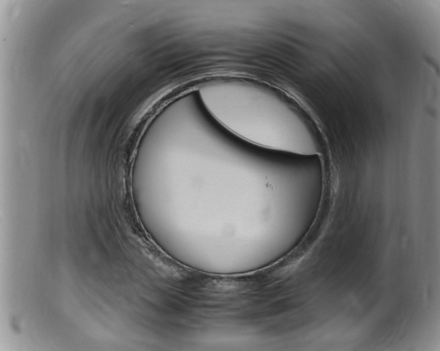 X0000099530829200805160723