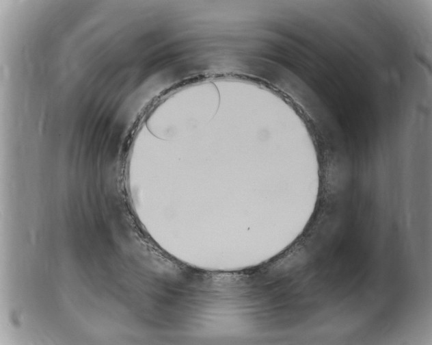 X0000099530832200805160723