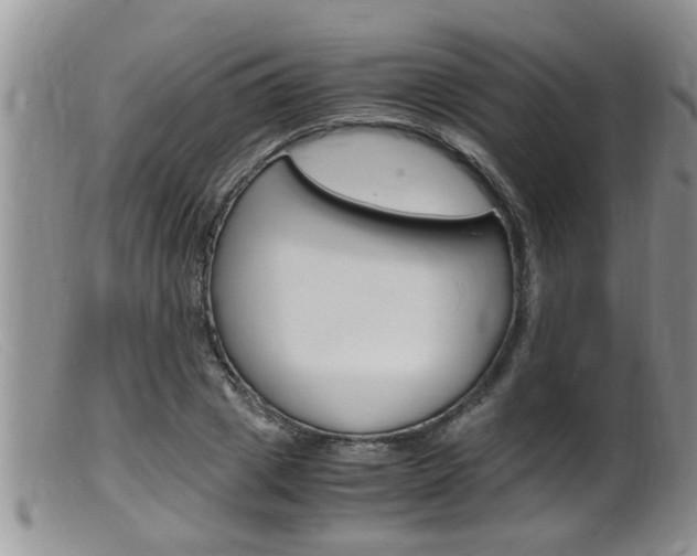 X0000099530833200805160723