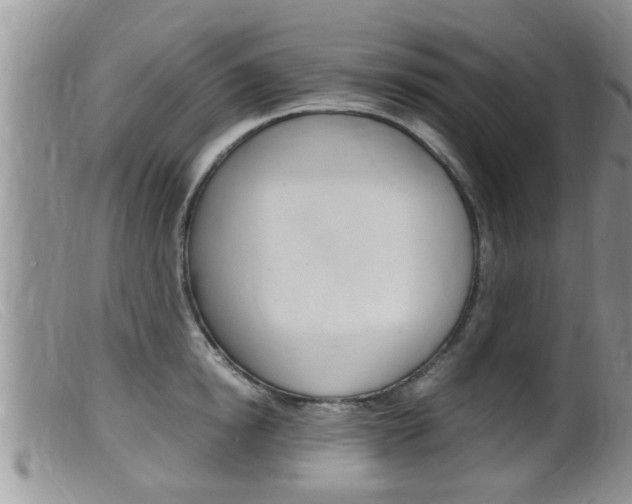 X0000099530854200805160723