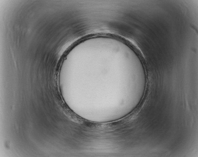 X0000099530879200805160722