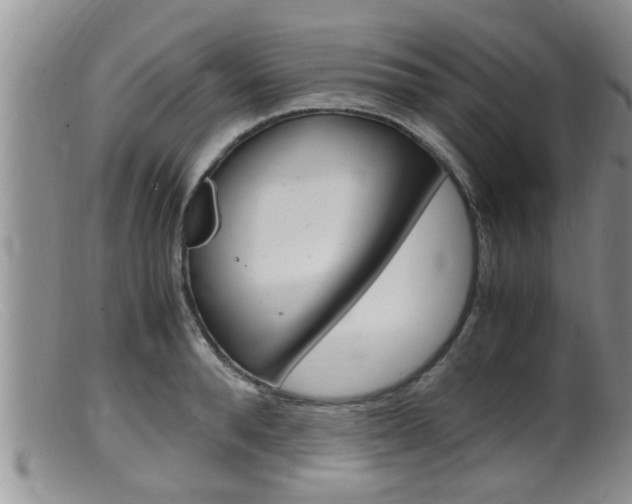 X0000099530896200805160722