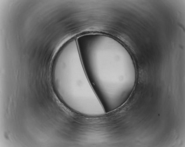 X0000099530976200805160721