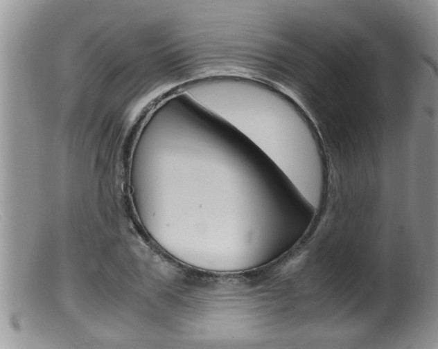 X0000099530979200805160721