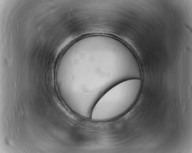 X0000099530982200805160721
