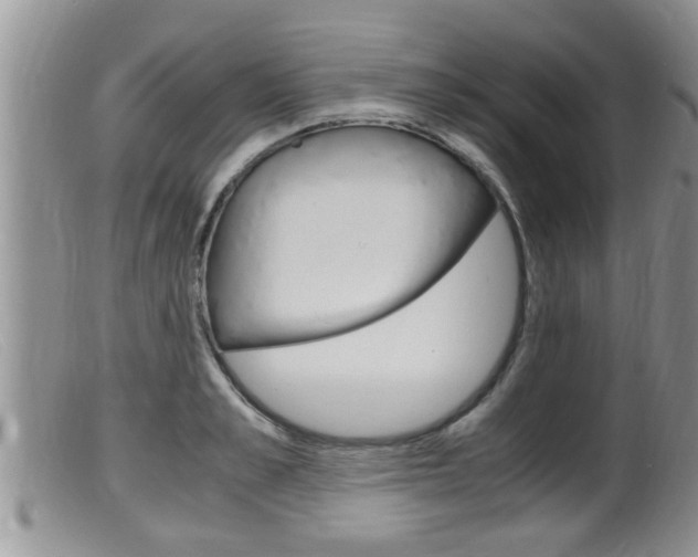 X0000099530989200805160721
