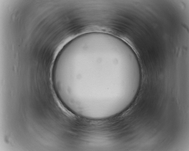 X0000099531128200805160719