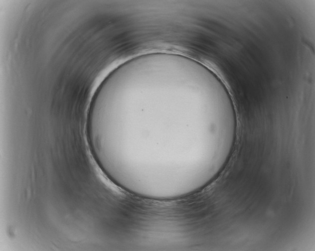X0000099531136200805160719