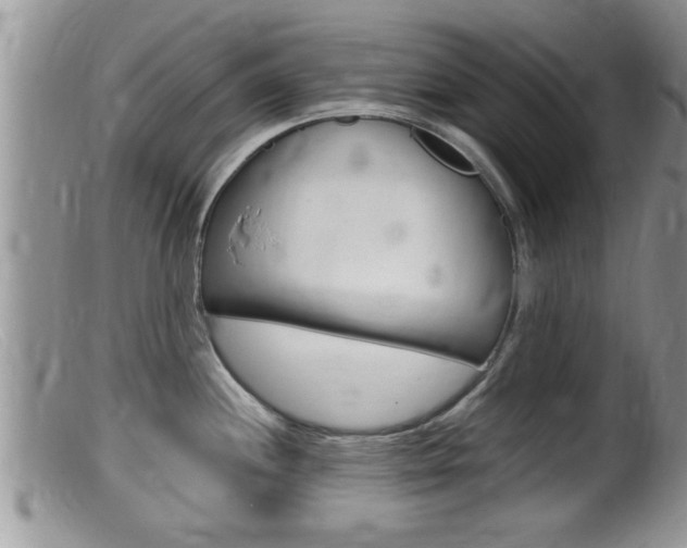 X0000099531244200805160718