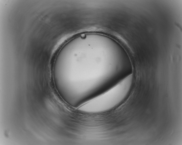 X0000099531270200805160716