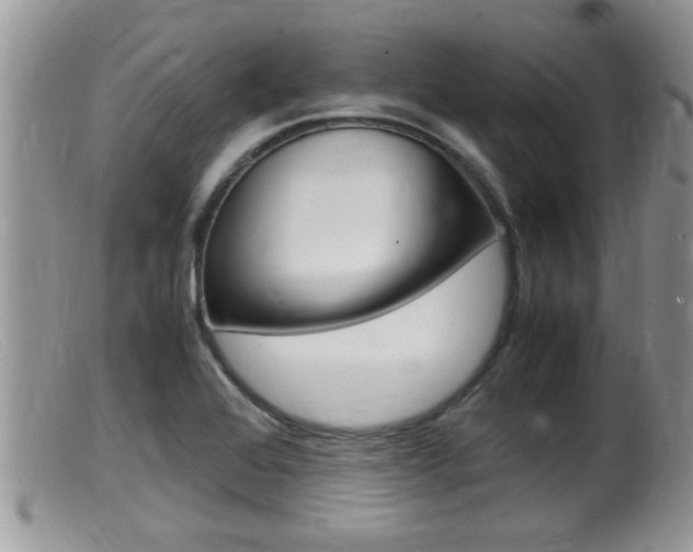 X0000099531368200805160715