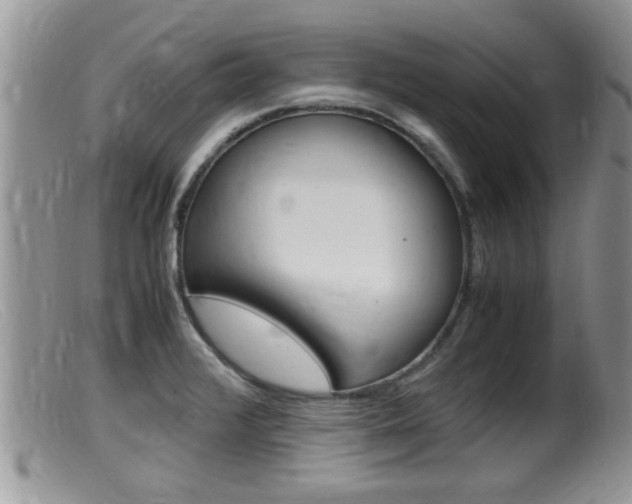 X0000099531376200805160715