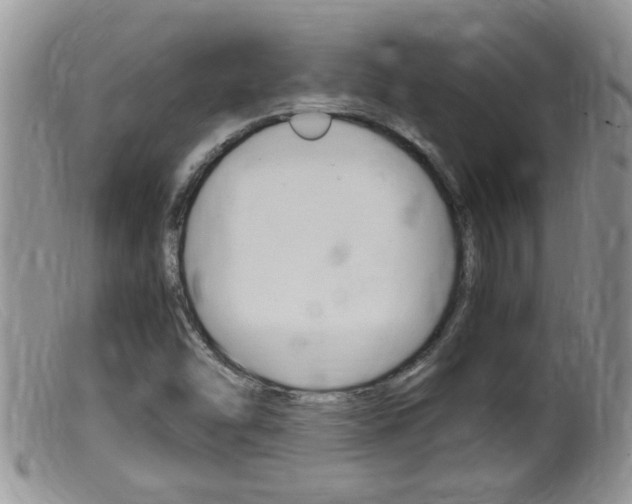 X0000099531454200805160714