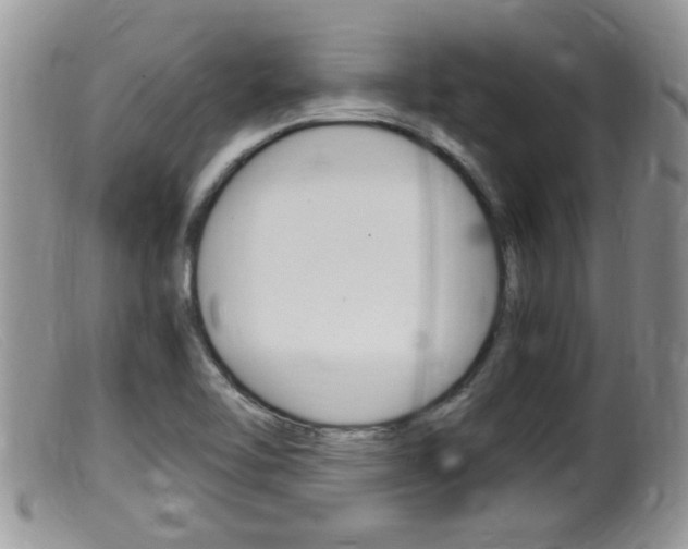X0000099531462200805160713