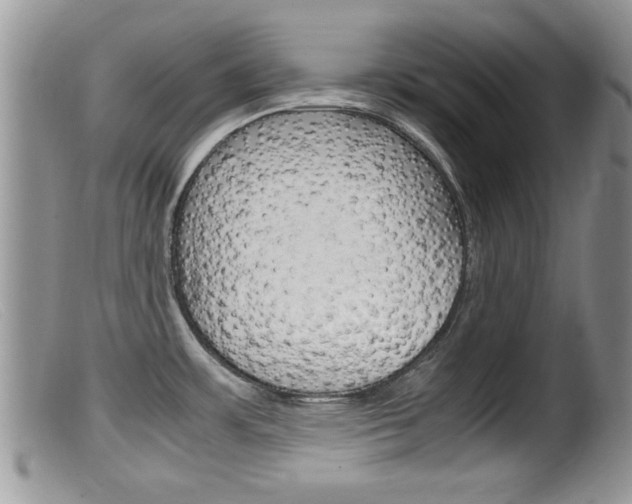 X0000099531483200805160713